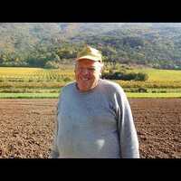 Semina a spaglio del frumento